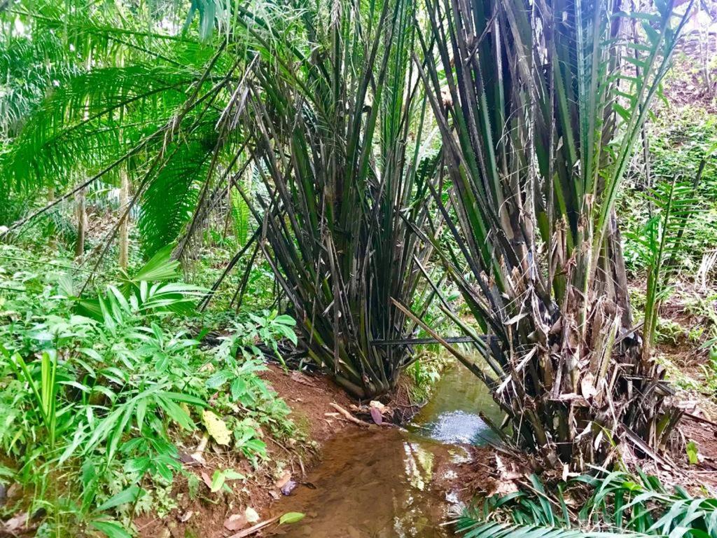 El Pulpo Safari Lodge 오호찰 외부 사진